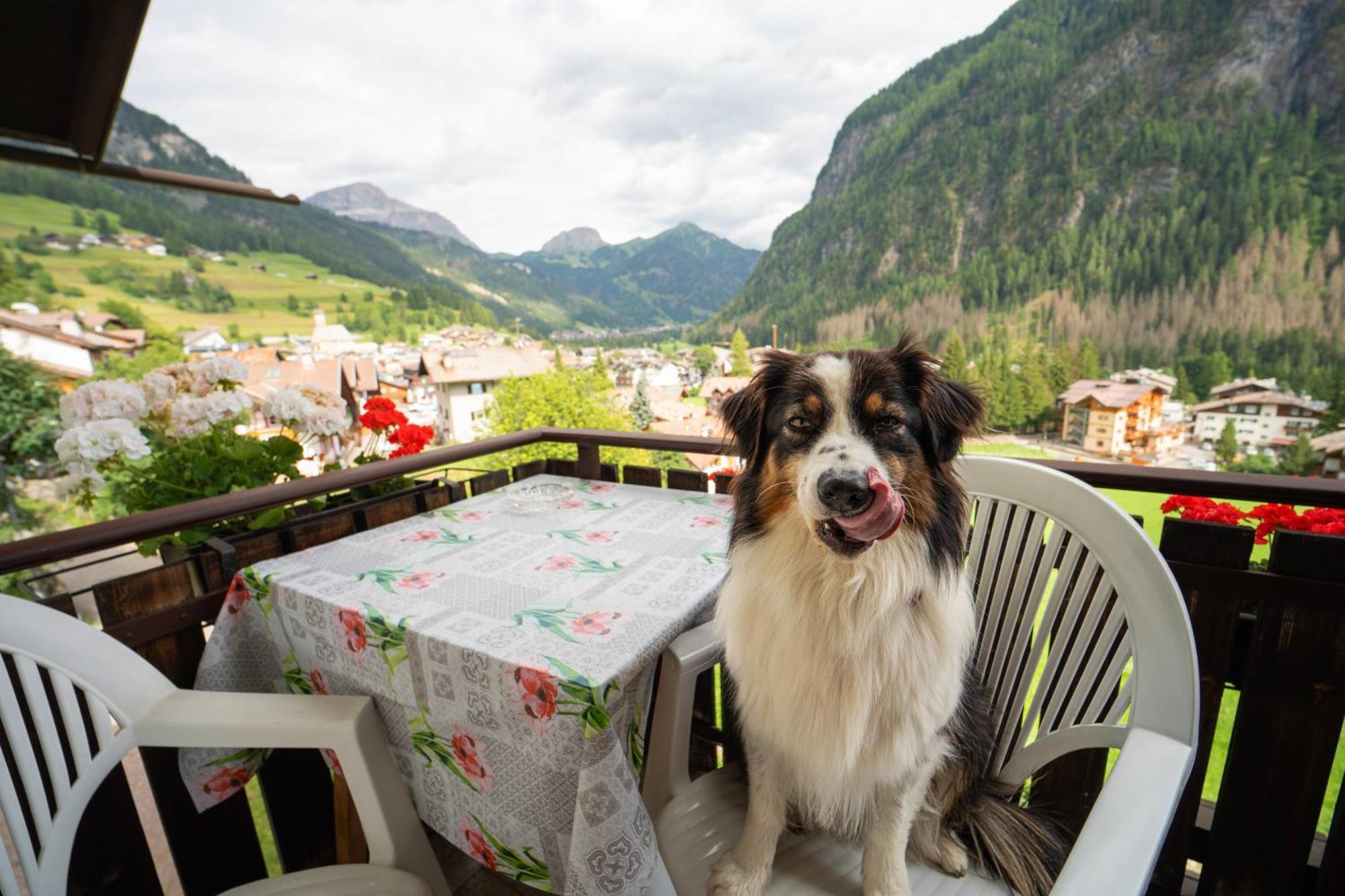 Cesa Cherpei - Dog Friendly Campitello di Fassa Buitenkant foto