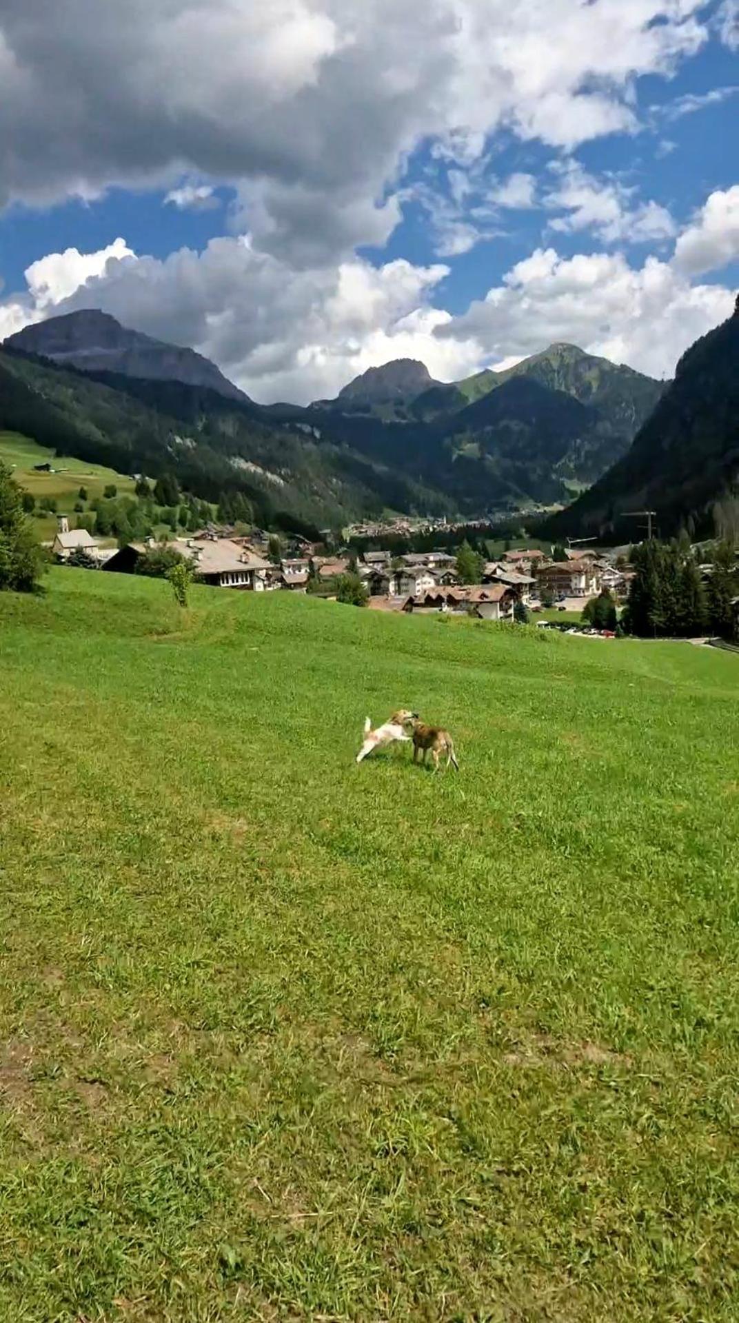 Cesa Cherpei - Dog Friendly Campitello di Fassa Buitenkant foto